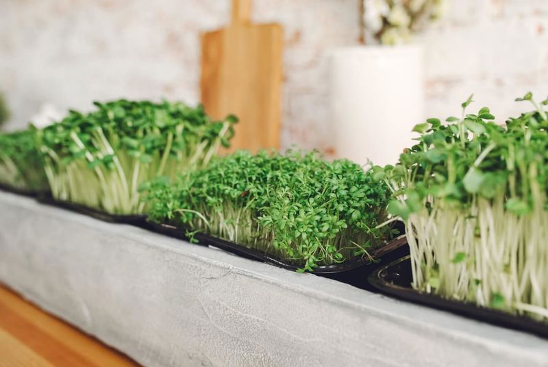 Мини-теплицы